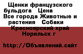 Щенки французского бульдога › Цена ­ 30 000 - Все города Животные и растения » Собаки   . Красноярский край,Норильск г.